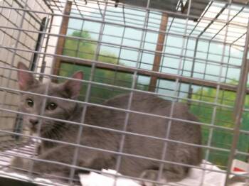 ZEPHYR -  Domestic Short Hair Cat for Adoption in Houston, Texas - ZEPHYR | PetCurious
