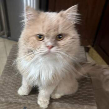 Rescue Persian and Siberian Cats for Adoption in Brampton, Ontario - Latte | PetCurious