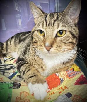 JOHN MUIR* -  Domestic Short Hair Cat for Adoption in Santa Cruz, California - JOHN MUIR* | PetCurious