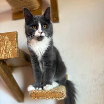 Rescue Domestic Medium Hair Cats for Adoption in Lexington, Kentucky - Pickles | PetCurious