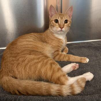 Galadriel -  Domestic Short Hair Cat for Adoption in Philadelphia, Pennsylvania - Galadriel | PetCurious