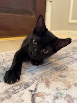 Olivia -  Domestic Short Hair Cat for Adoption in The Woodlands, Texas - Olivia | PetCurious
