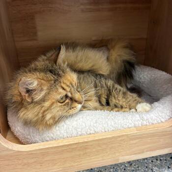 Domestic Medium Hair Cats Available for Adoption in Dayton, Ohio - Raggedy Ann | PetCurious
