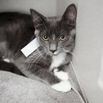 Berlin -  Domestic Short Hair Cat for Adoption in Atlanta, Georgia - Berlin | PetCurious