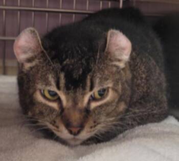 American Curl Cats Available for Adoption - Booboo | PetCurious