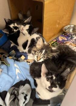 Buggy -  Domestic Short Hair Cat for Adoption in Bellevue, Washington - Buggy | PetCurious