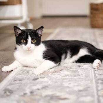 American Shorthair Cats Available for Adoption in Roanoke, Virginia - Parkour | PetCurious