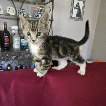 Kent -  Tabby Cat for Adoption in Woodbridge Township, New Jersey - Kent | PetCurious