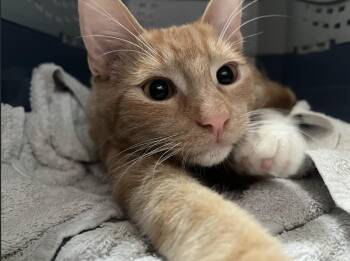 Rescue Domestic Short Hair Cats for Adoption in Philadelphia, Pennsylvania - Xavier And Apple | PetCurious
