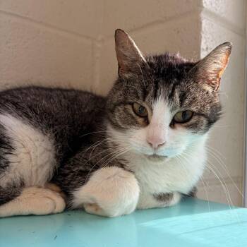 Domestic Short Hair Cats Available for Adoption in Franklin, North Carolina - Squeak | PetCurious