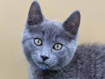 Rummy -  Domestic Short Hair Cat for Adoption in Portland, Oregon - Rummy | PetCurious