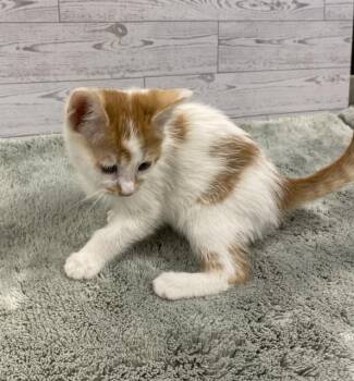 Domestic Short Hair Cats Available for Adoption in Modesto, California - A610767 | PetCurious