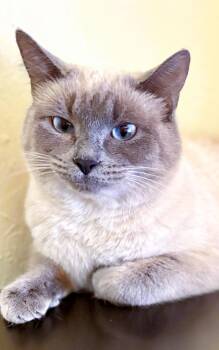 Siamese Cats Available for Adoption - SATIN | PetCurious