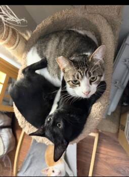 Mama Cat -  American Shorthair Cat for Adoption in Paulina, Louisiana - Mama Cat | PetCurious