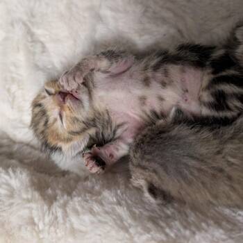 Gyoza -  Domestic Short Hair Cat for Adoption in Titusville, Florida - Gyoza | PetCurious