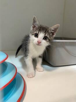 Domestic Short Hair Cats Available for Adoption in Port Alberni, British Columbia - Lacey (in Foster) | PetCurious