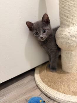 Ash -  Domestic Short Hair and Russian Blue Cat for Adoption in Pompano Beach, Florida - Ash | PetCurious