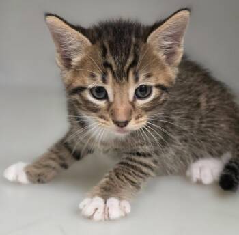 Kitten B -  Domestic Short Hair Cat for Adoption in Highland Village, Texas - Kitten B | PetCurious