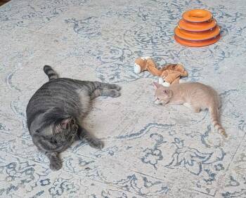 SpongeBob -  Domestic Short Hair Cat for Adoption in Louisa, Virginia - SpongeBob | PetCurious