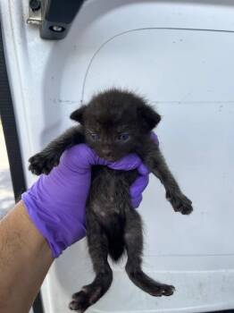 CUATRO -  Domestic Short Hair Cat for Adoption in Doral, Florida - CUATRO | PetCurious