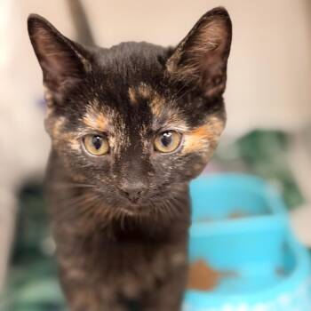Domestic Short Hair Cats Available for Adoption in Champaign, Illinois - Treefrog | PetCurious