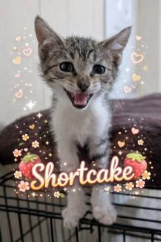 Domestic Short Hair Cats Available for Adoption in Randolph, Alabama - Shortcake | PetCurious