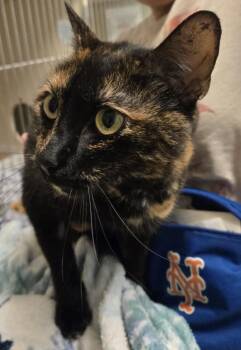 ChiChi -  Domestic Short Hair Cat for Adoption in Windsor, Connecticut - ChiChi | PetCurious