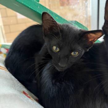 Sharpay -  Domestic Short Hair Cat for Adoption in West Point, Mississippi - Sharpay | PetCurious