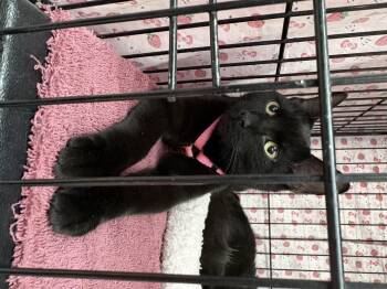 Purretha Franklin -  Domestic Short Hair Cat for Adoption in Albuquerque, New Mexico - Purretha Franklin | PetCurious