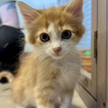 Tangelo -  Domestic Short Hair Cat for Adoption in Durango, Colorado - Tangelo | PetCurious