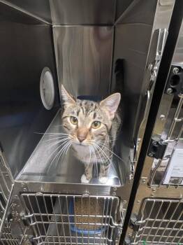 Basil -  Domestic Short Hair Cat for Adoption in Springfield, Tennessee - Basil | PetCurious