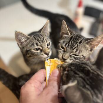 Rescue American Shorthair Cats for Adoption in New York, New York - Sicily | PetCurious