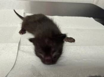 Domestic Short Hair Cats Available for Adoption in San Bernardino, California - OSCAR | PetCurious