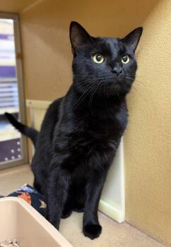 Salem Shewman (super sweet and affectionate boy) -  Domestic Short Hair Cat for Adoption in Stowe, Pennsylvania - Salem Shewman (super Sweet And Affectionate Boy) | PetCurious