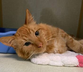 Cardamom -  Domestic Long Hair Cat for Adoption in Wetaskiwin, Alberta - Cardamom | PetCurious