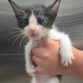 Blitz -  Domestic Short Hair Cat for Adoption in Sand Springs, Oklahoma - Blitz | PetCurious