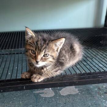 Koi -  Domestic Medium Hair Cat for Adoption in Chico, California - Koi | PetCurious