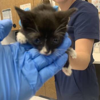Serene -  Domestic Short Hair Cat for Adoption in West Palm Beach, Florida - Serene | PetCurious