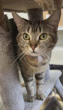 Domestic Short Hair Cats Available for Adoption in Fremont, Ohio - Ellie | PetCurious