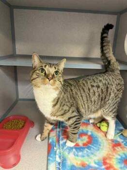 Tokey(bonded with Dobby) -  Domestic Short Hair Cat for Adoption in Bowling Green, Kentucky - Tokey(bonded With Dobby) | PetCurious