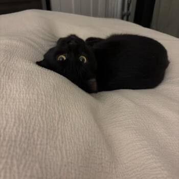 Tuna Melt -  Domestic Short Hair Cat for Adoption in Evanston, Illinois - Tuna Melt | PetCurious