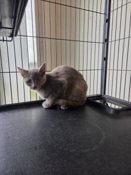 Domestic Short Hair Cats Available for Adoption in Bossier City, Louisiana - Daisy | PetCurious