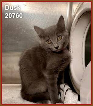DUSK (see also SHADOW and TWILIGHT) -  Domestic Short Hair Cat for Adoption in Marietta, Georgia - DUSK (see Also SHADOW And TWILIGHT) | PetCurious