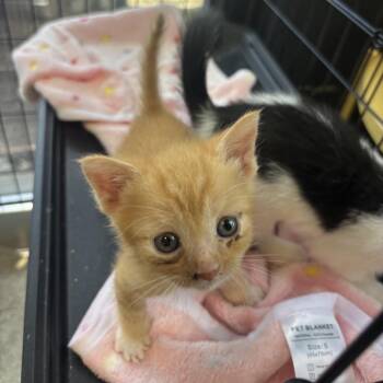 Mushu -  Domestic Short Hair Cat for Adoption in Springboro, Ohio - Mushu | PetCurious
