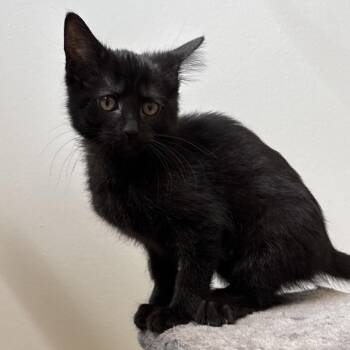 Domestic Short Hair Cats Available for Adoption in Naperville, Illinois - Lark | PetCurious