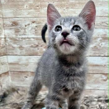 Onion (also known as Orion) -  Domestic Short Hair Cat for Adoption in Lexington, Kentucky - Onion (also Known As Orion) | PetCurious