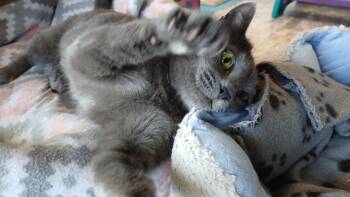 Domestic Short Hair Cats Available for Adoption - Waverly | PetCurious