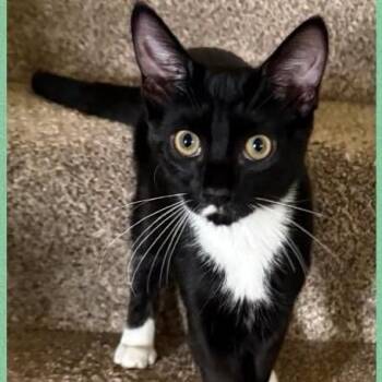 Sparks -  Domestic Short Hair Cat for Adoption in Orangevale, California - Sparks | PetCurious