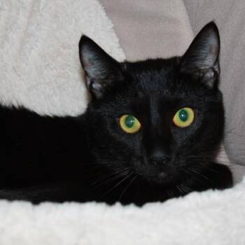 Oreo -  Domestic Short Hair Cat for Adoption in Richmond, Virginia - Oreo | PetCurious