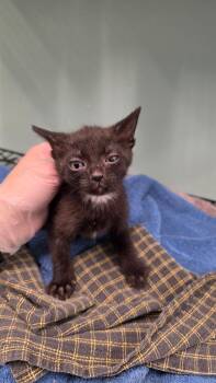 Blane -  Domestic Short Hair Cat for Adoption in Athens, Tennessee - Blane | PetCurious